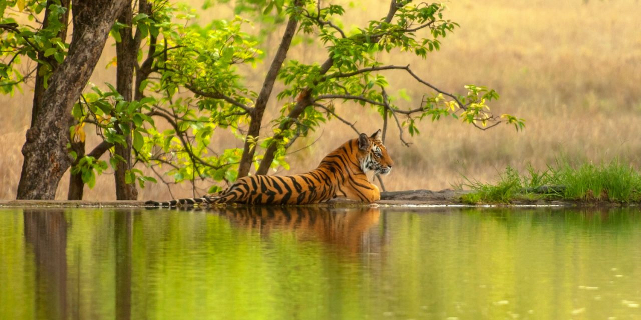 Jaipur Ranthambore Tour Package